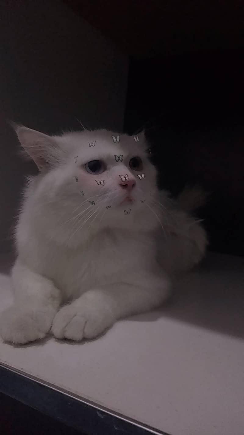 honestly u like it 0