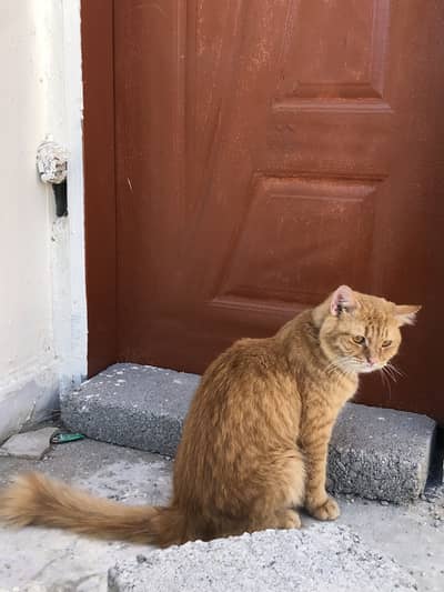 Ginger Male available for both mating and sell
