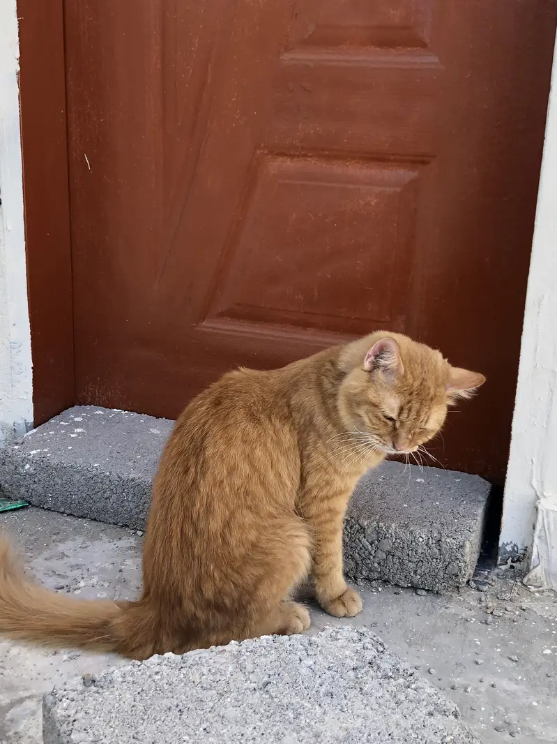 Ginger Male available for both mating and sell — photo 3