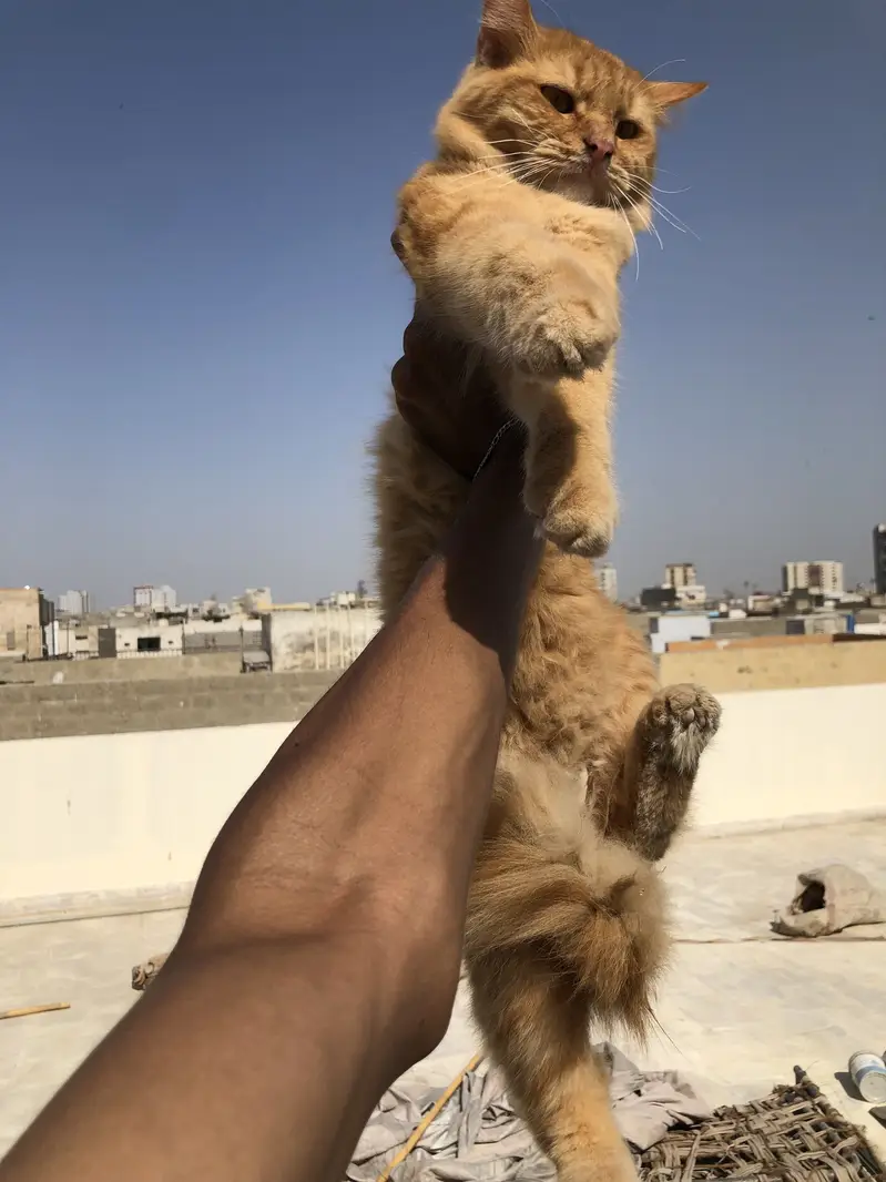 Ginger Male available for both mating and sell — photo 4