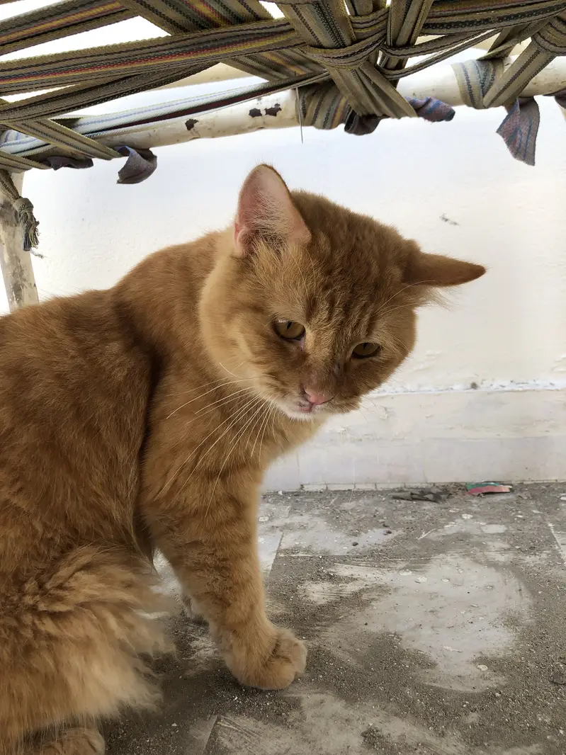 Ginger Male available for both mating and sell — photo 5
