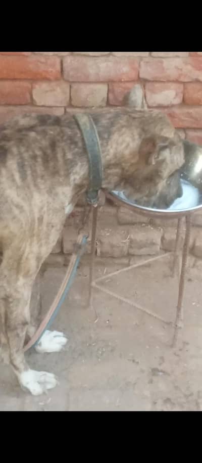 kohati bully dog