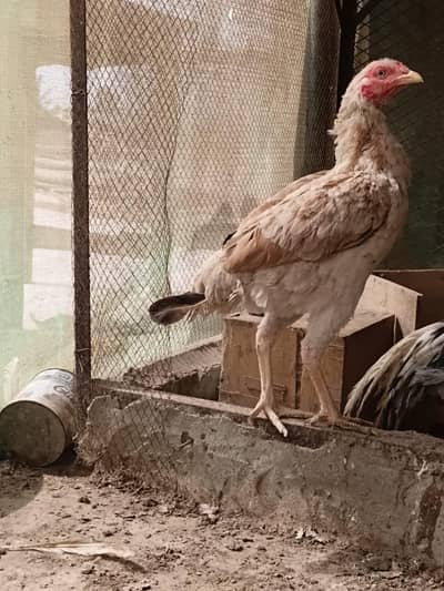 aseel female and heera forsale