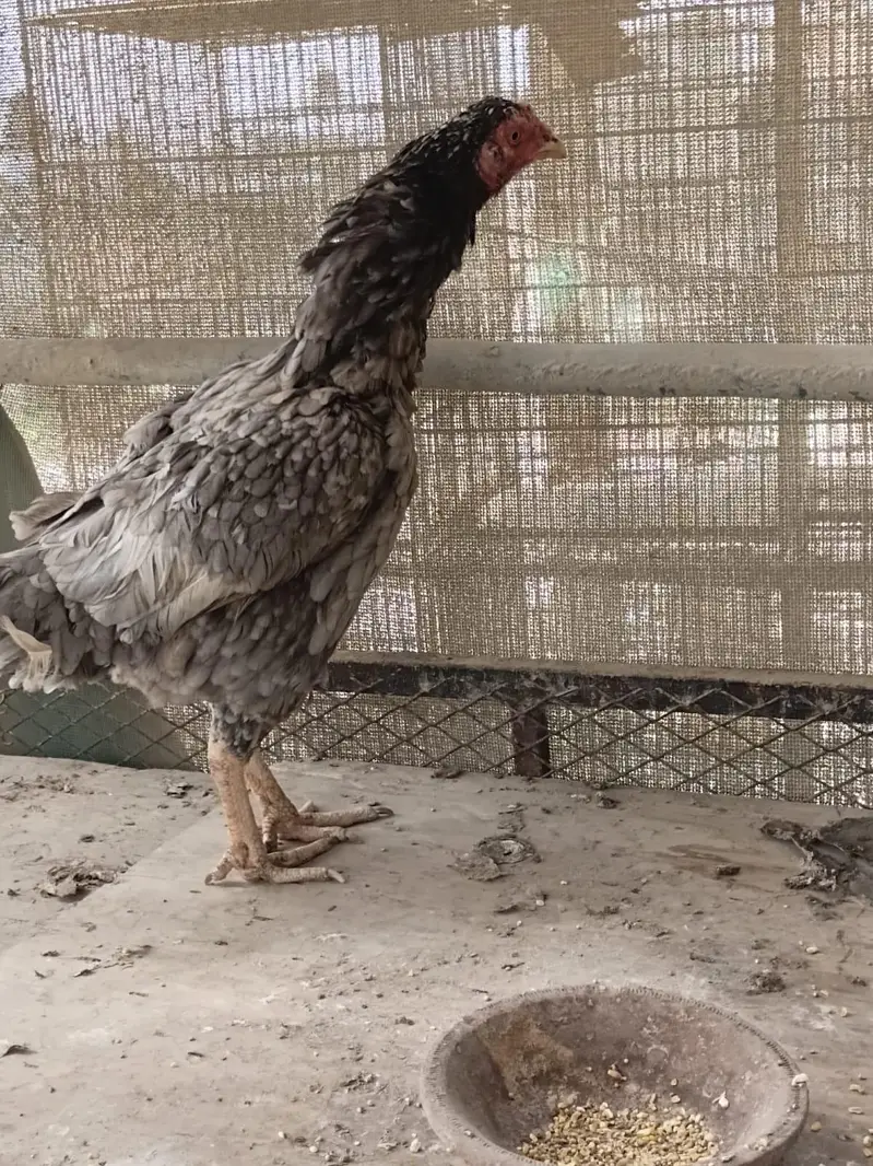 aseel female and heera forsale — photo 2