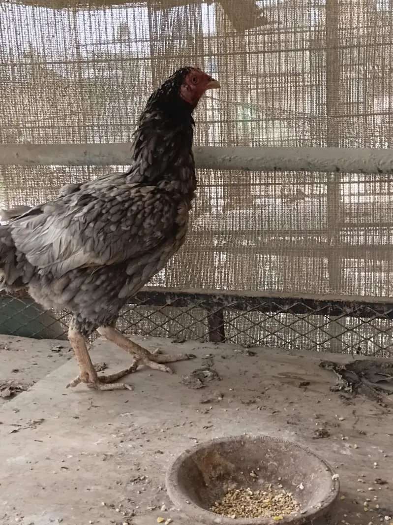 aseel female and heera forsale — photo 3