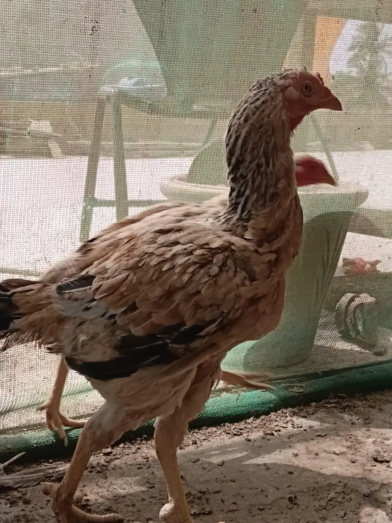 aseel female and heera forsale — photo 5