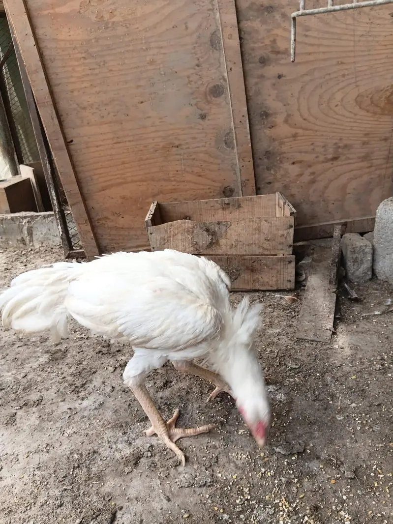 aseel female and heera forsale — photo 6