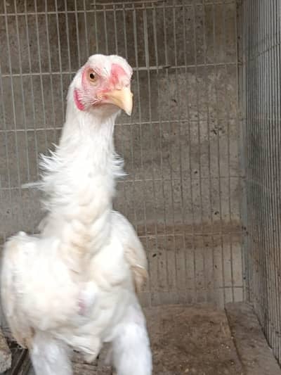 heera aseel  forsale