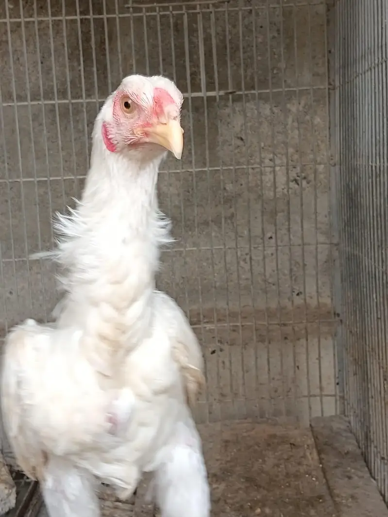 aseel female and heera forsale — photo 7