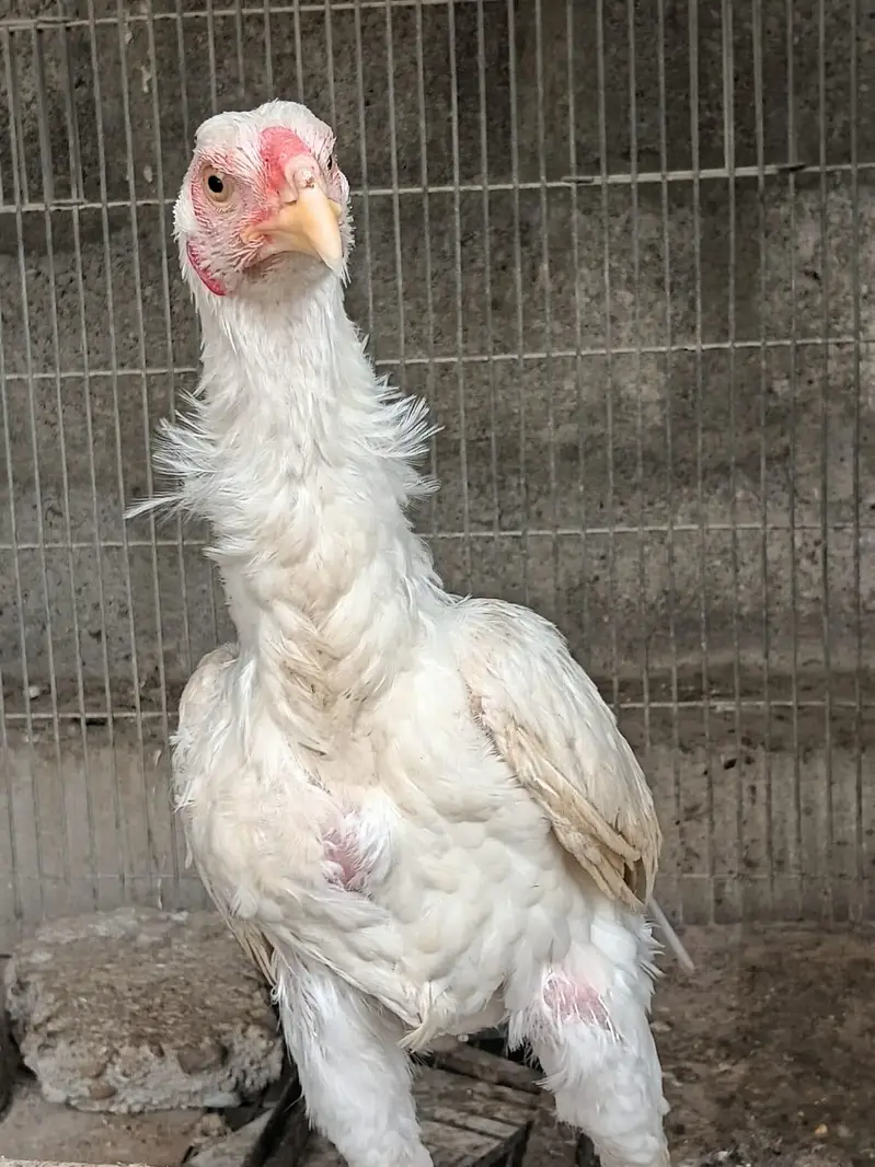 aseel female and heera forsale — photo 8