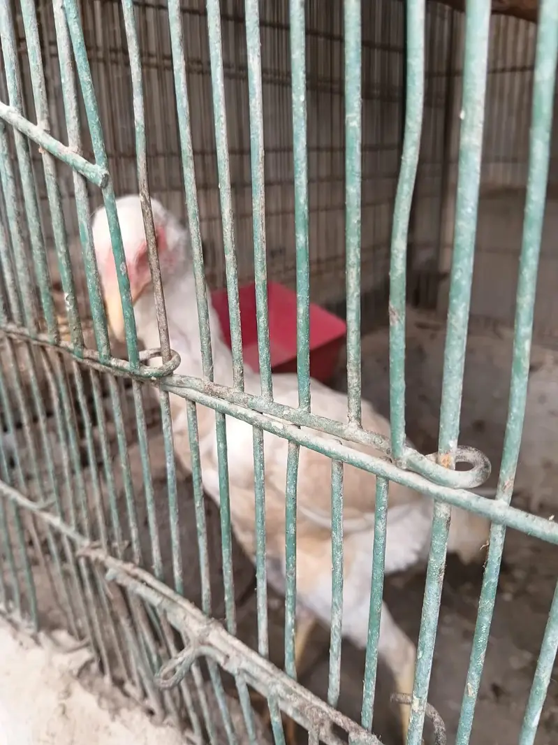aseel female and heera forsale — photo 9