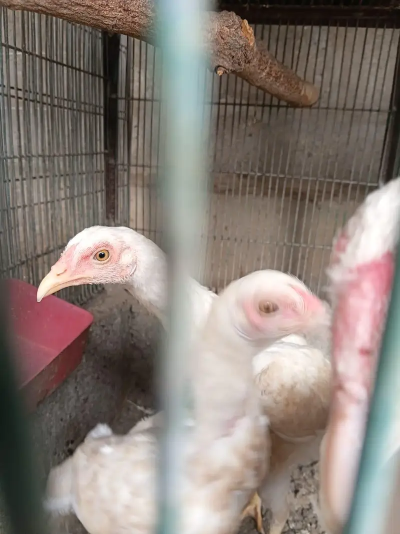 aseel female and heera forsale — photo 10