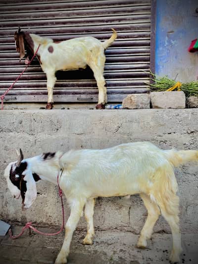 2 Beautiful Goats For Sale | Healthy & Active | Karachi