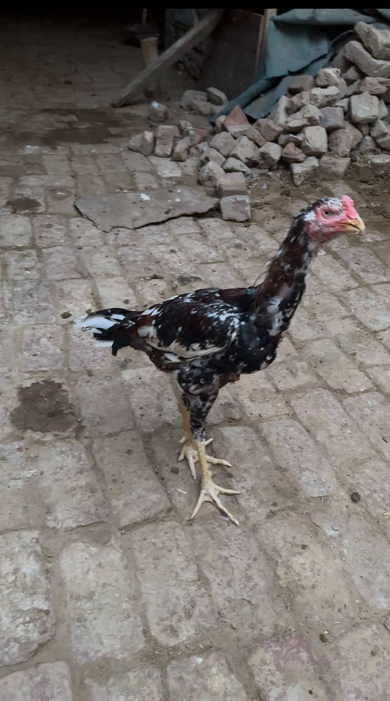 Aseel murgha 1