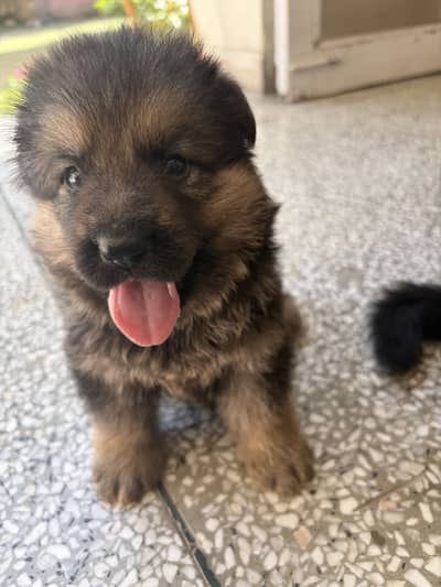 GSD Puppy Double Coat Heavy Bones