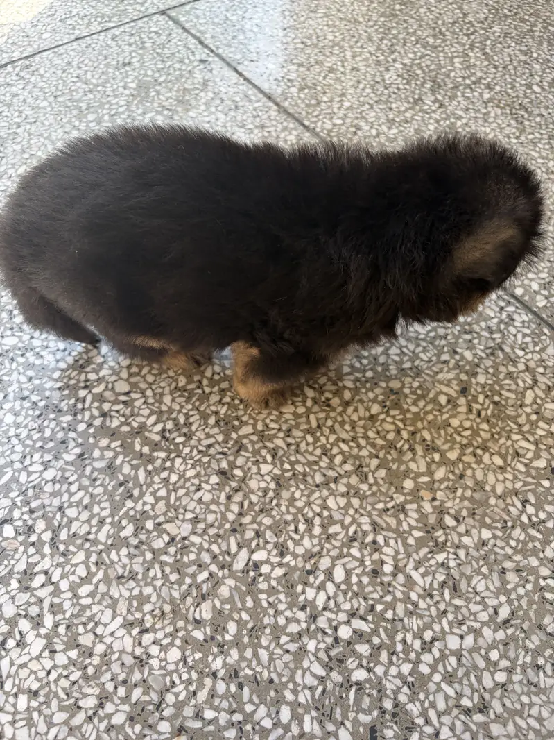 GSD Puppy Double Coat Heavy Bones — photo 2
