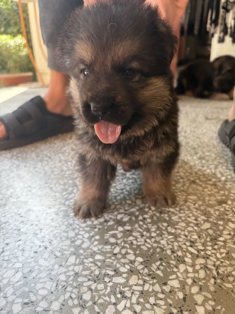 GSD Puppy Double Coat Heavy Bones — photo 3