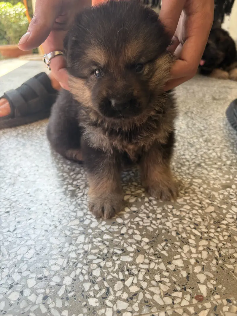 GSD Puppy Double Coat Heavy Bones — photo 5