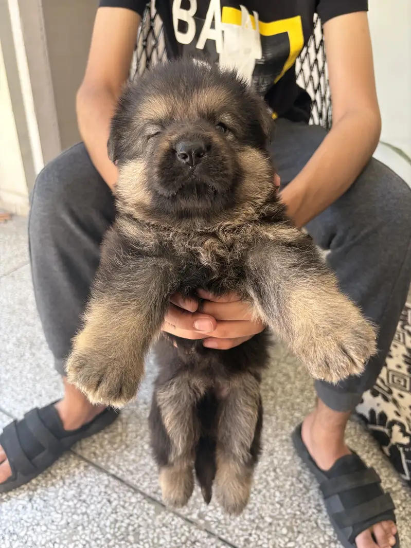 GSD Puppy Double Coat Heavy Bones — photo 6