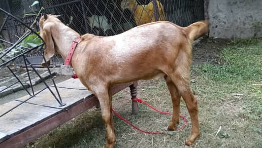 Pure Betal Bakra Bacha