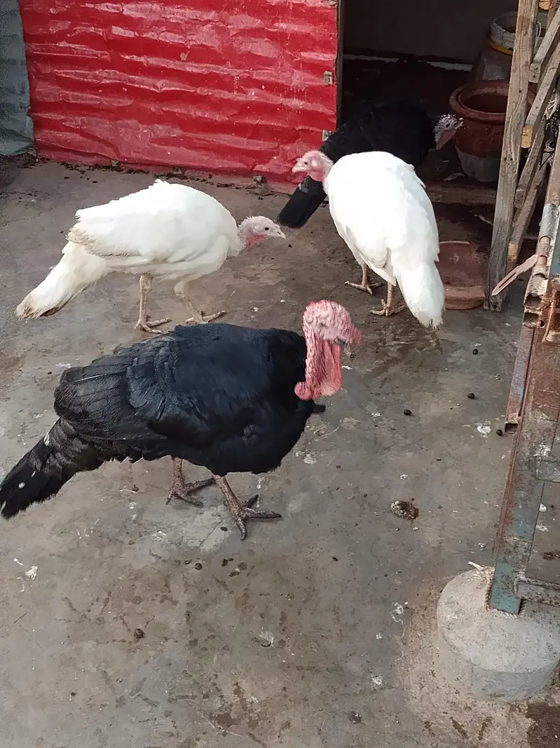 turkey birds — photo 2