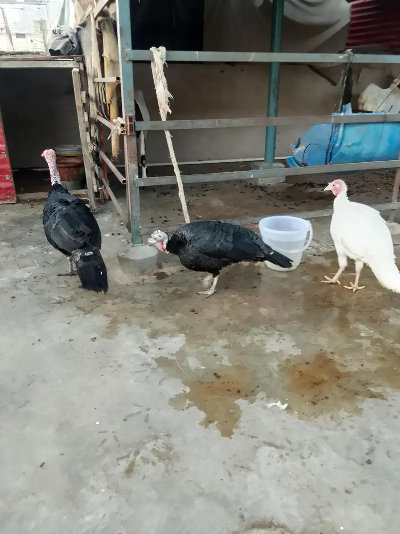 turkey birds — photo 3