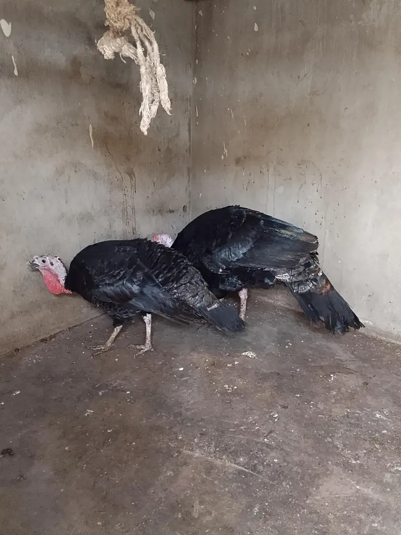 turkey birds — photo 4