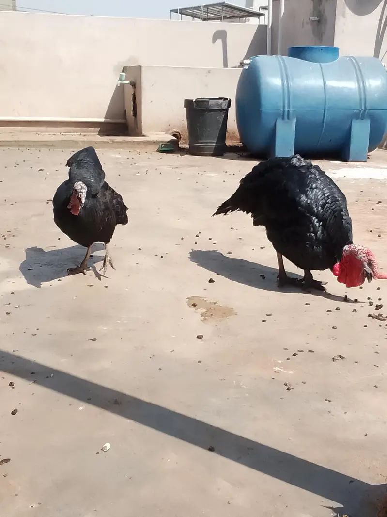 turkey birds — photo 5