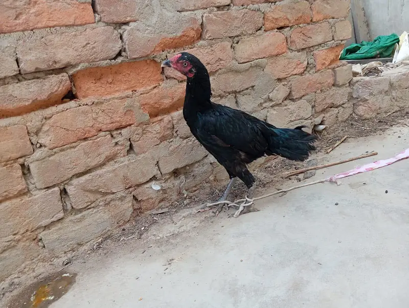 whatsapp number 03123119357 — photo 3