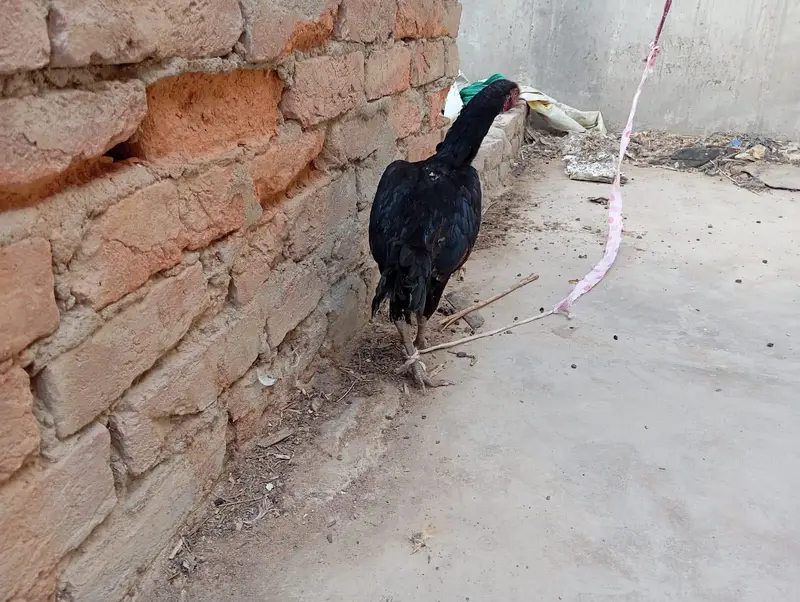 whatsapp number 03123119357 — photo 6