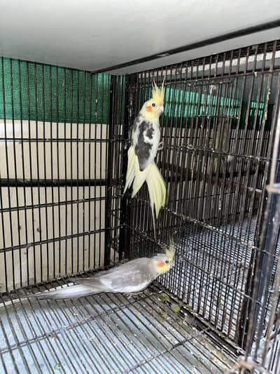 Cocktail breeder and ready to breed