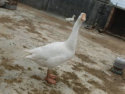Big Long-Neck Ducks Pair – Healthy Male & Female