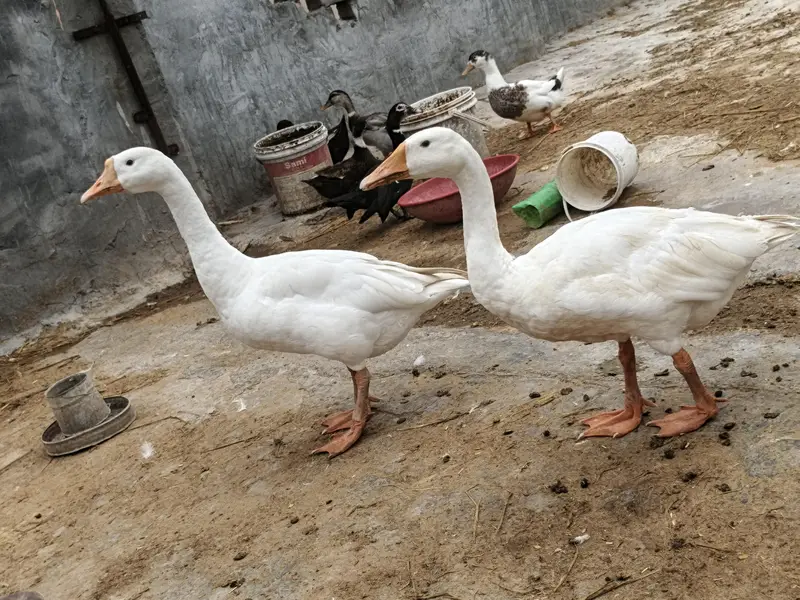 Big Long-Neck Ducks Pair – Healthy Male & Female — photo 2