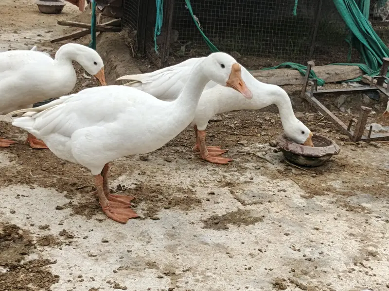 Big Long-Neck Ducks Pair – Healthy Male & Female — photo 3