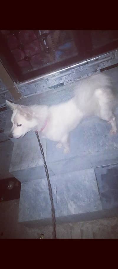 0 siez russain female for sale