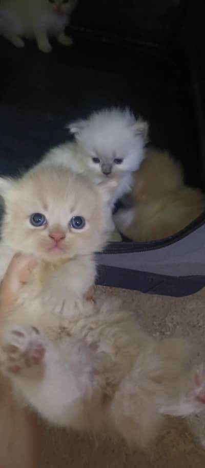cute kittens