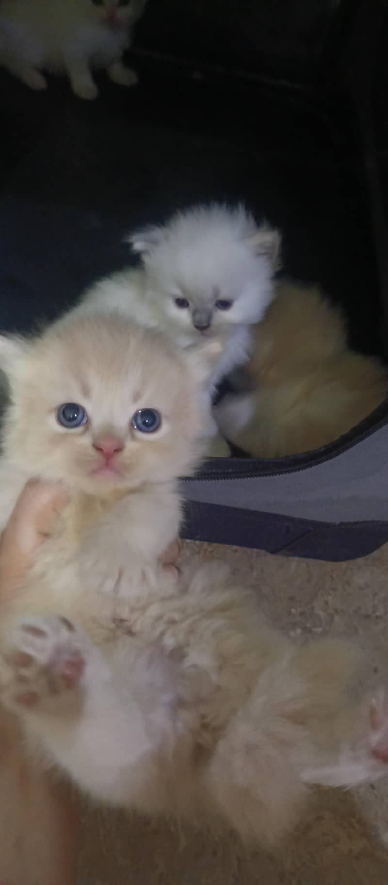 cute kittens 0