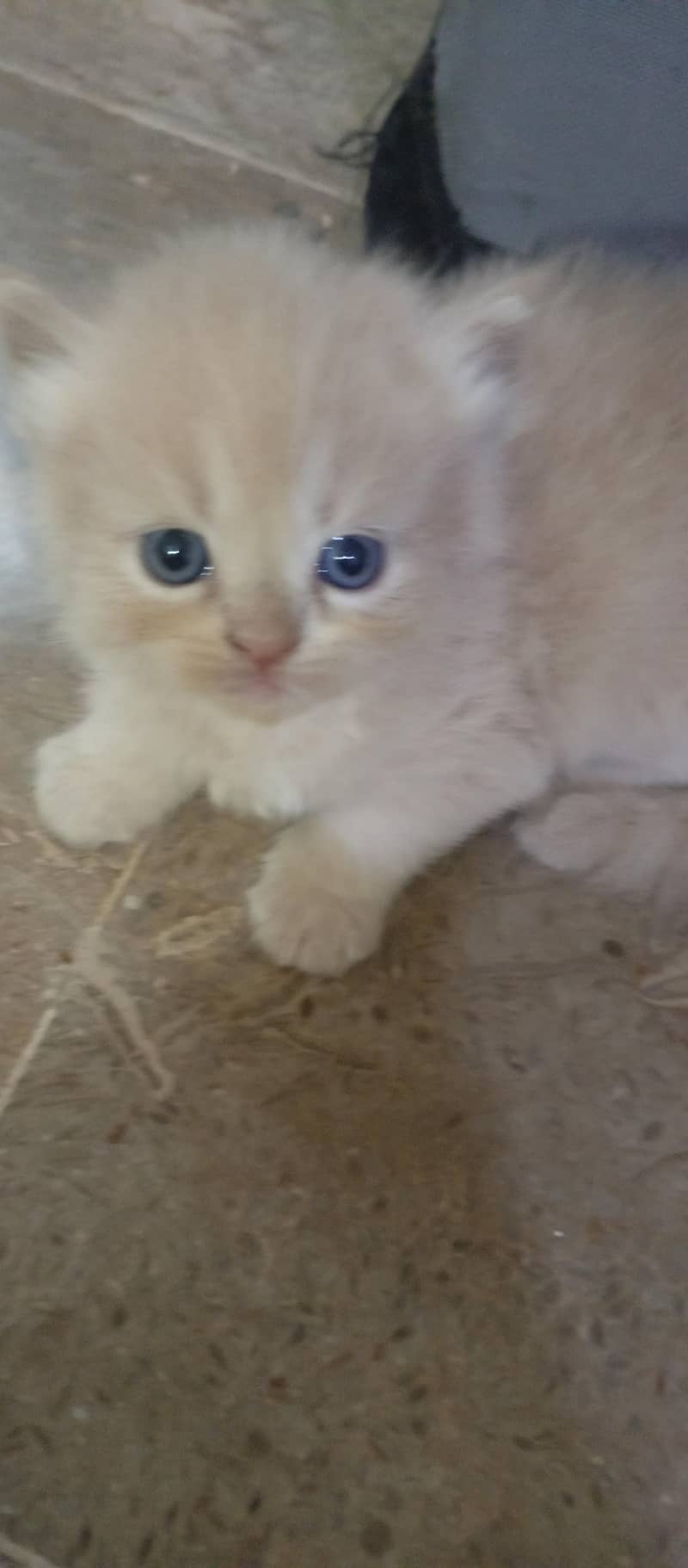 cute kittens 1