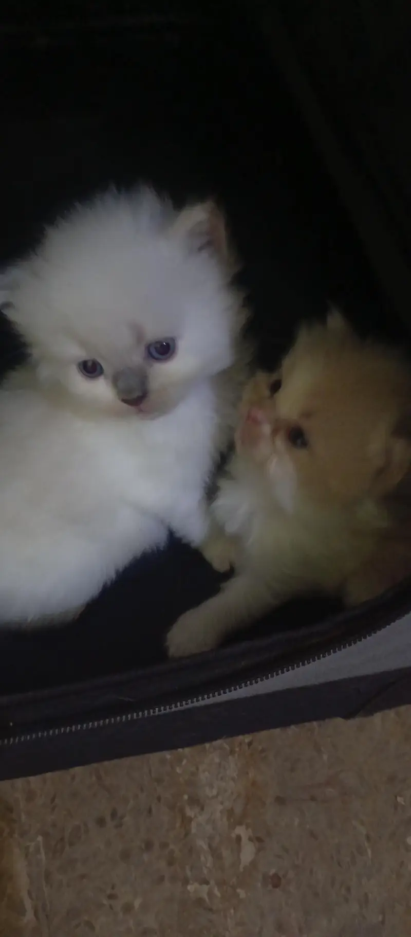 cute kittens — photo 3