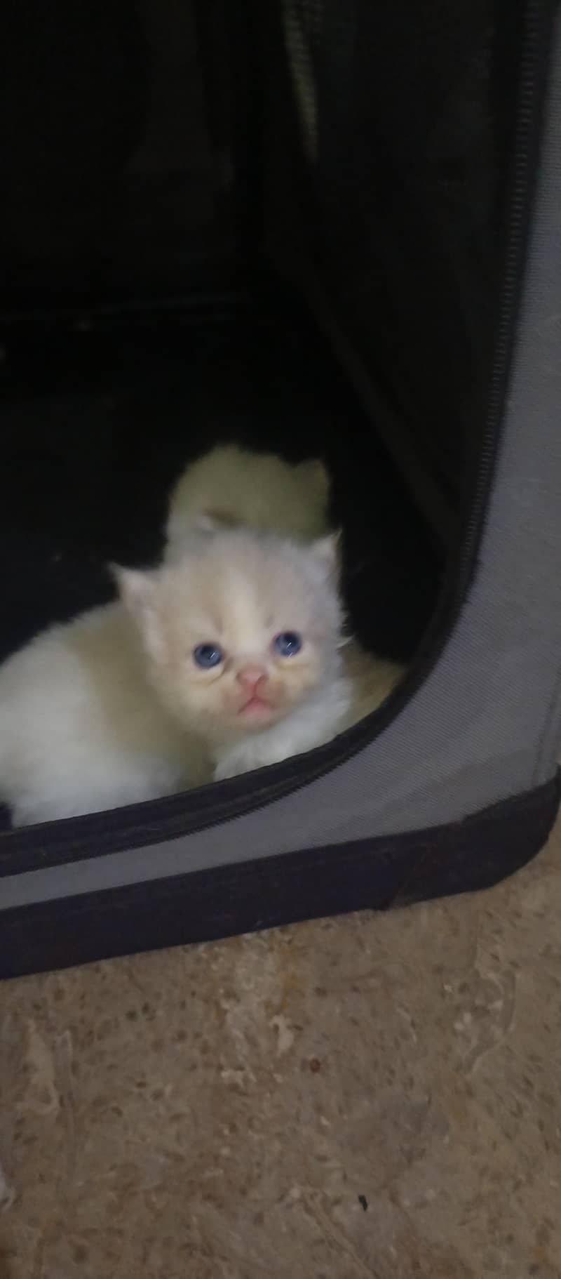 cute kittens 3