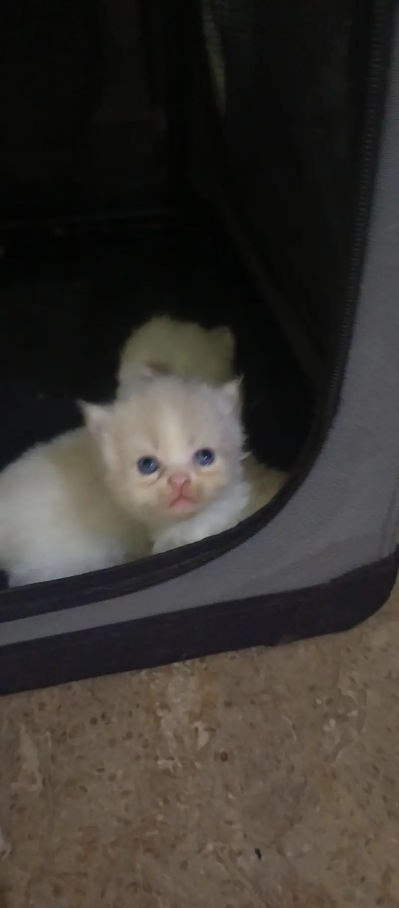cute kittens — photo 4