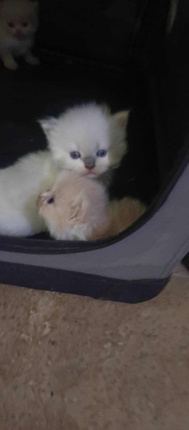 cute kittens 4