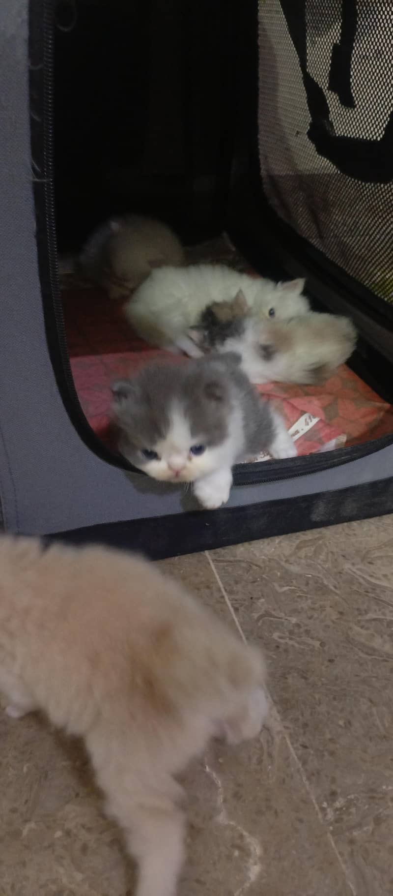 cute kittens 5