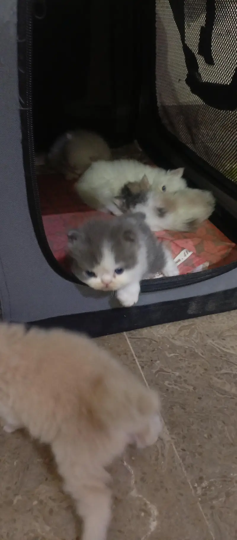 cute kittens — photo 6