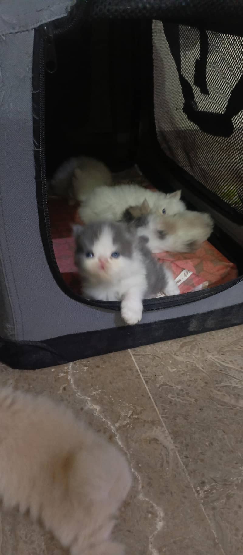 cute kittens 6