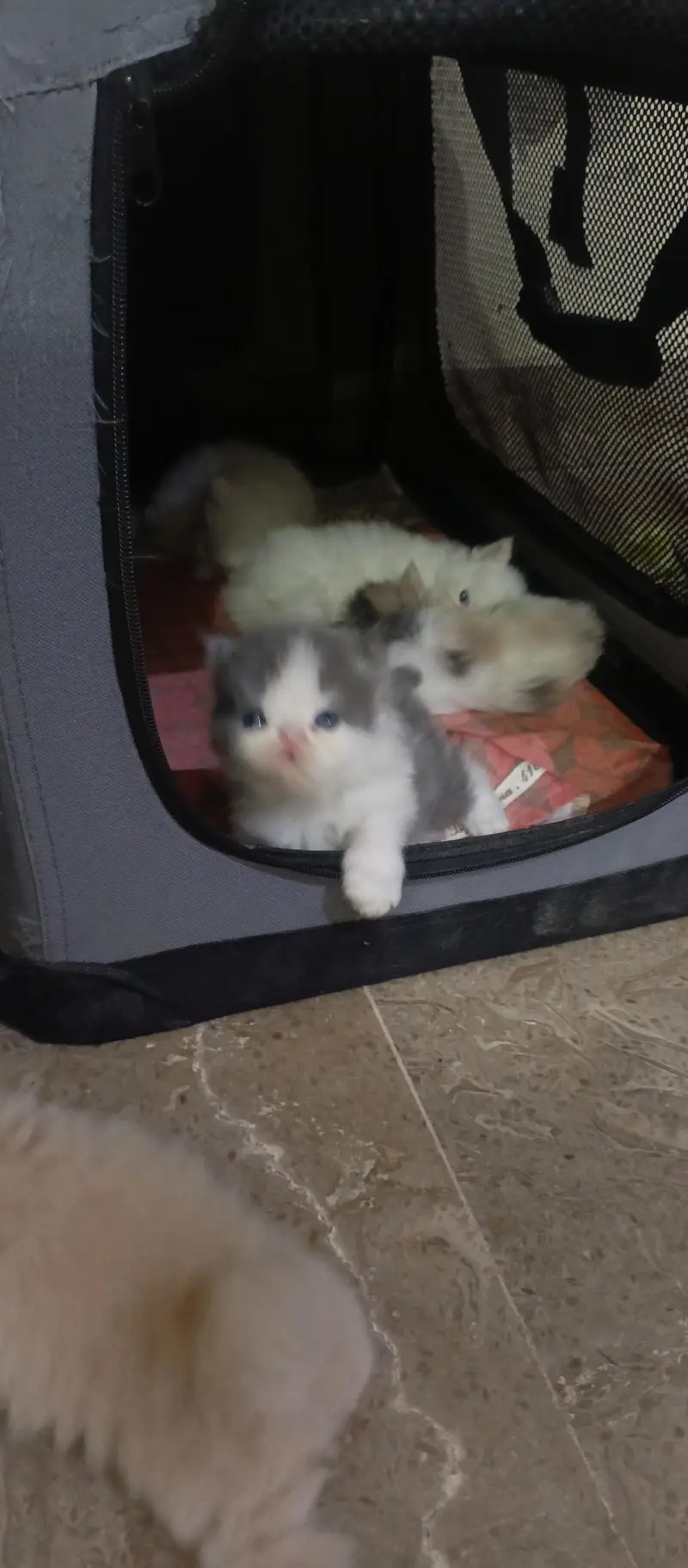 cute kittens — photo 7