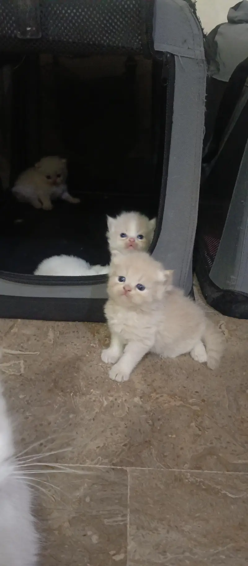 cute kittens — photo 8