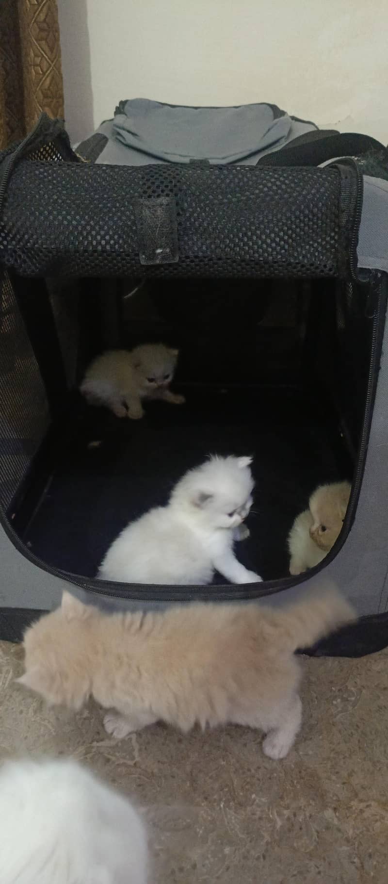 cute kittens 8