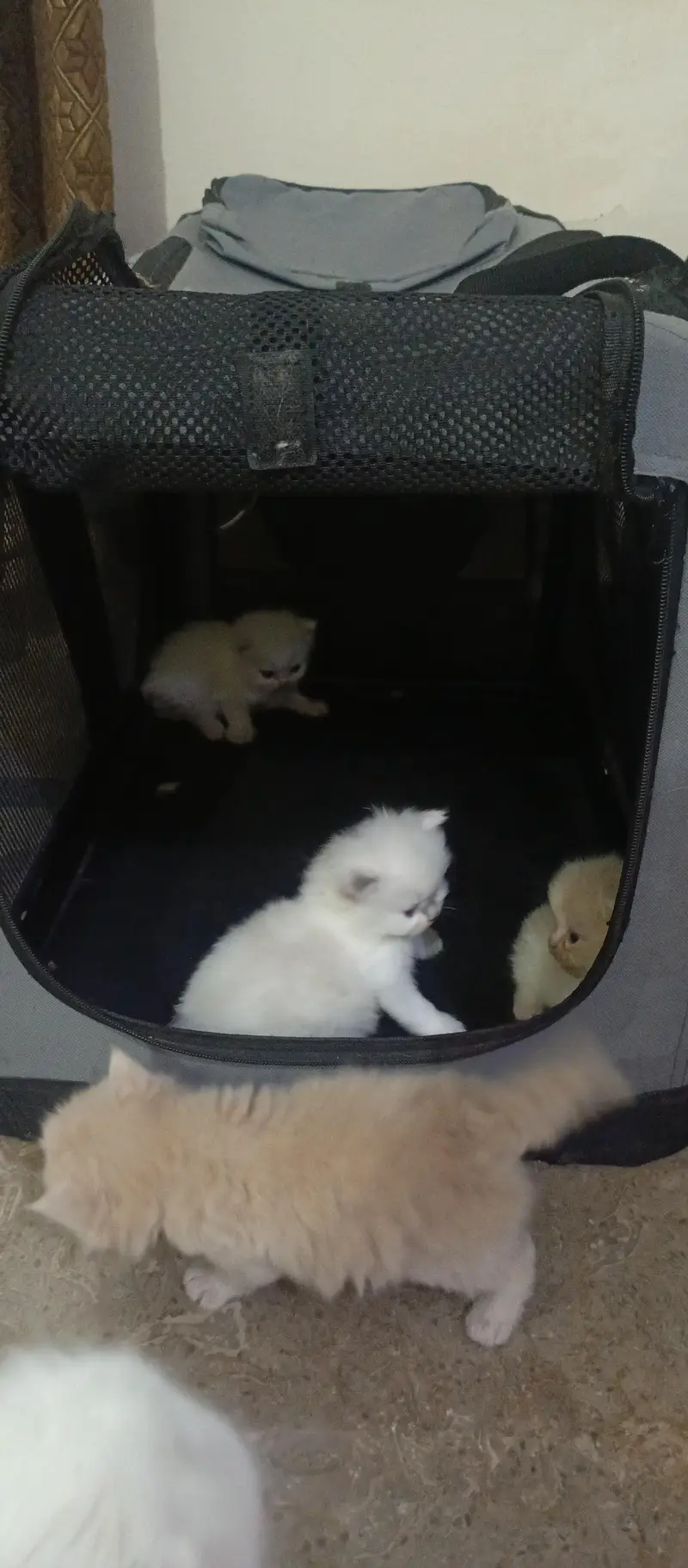 cute kittens — photo 9