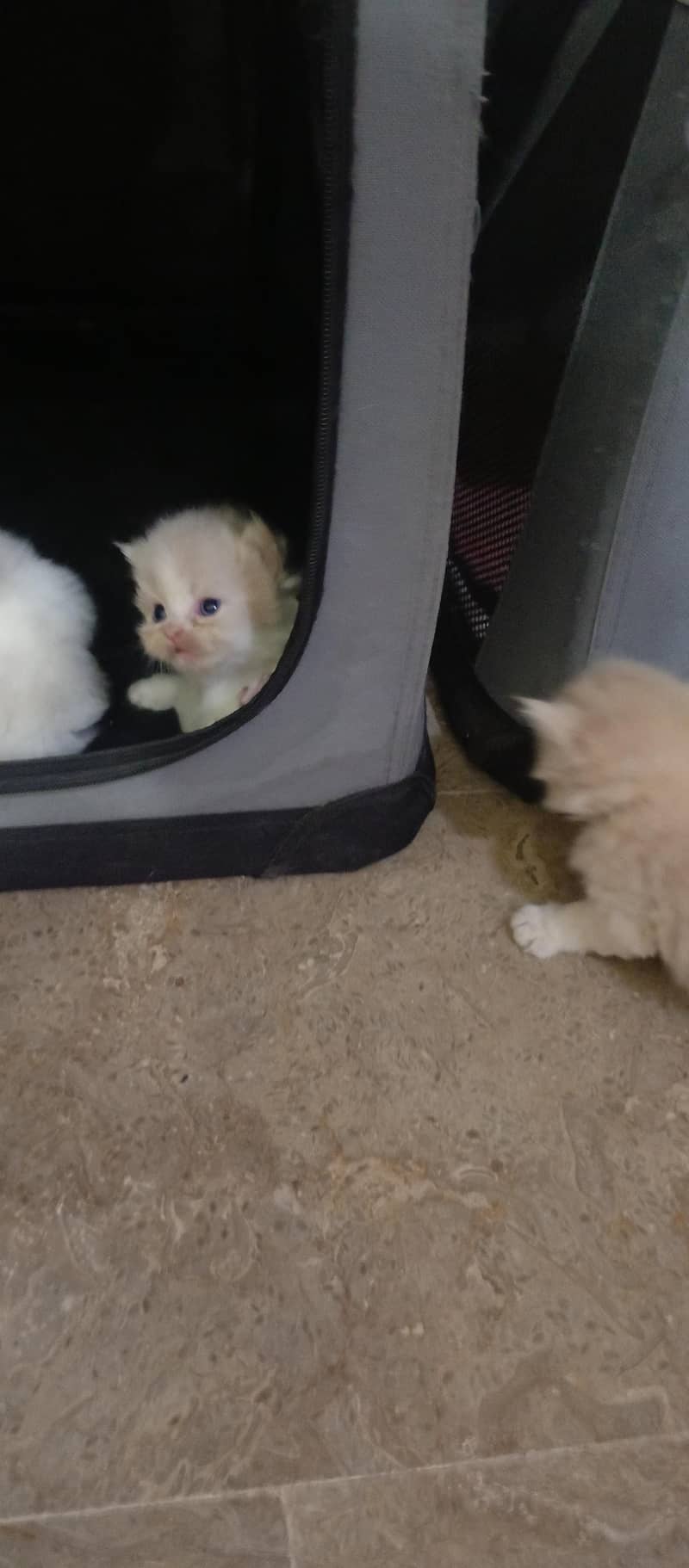 cute kittens 9